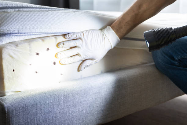 Best Local Pest Control Services  in Carthage, TN